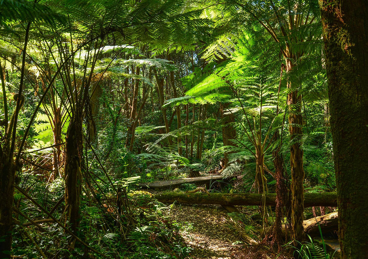 La forêt tropicale