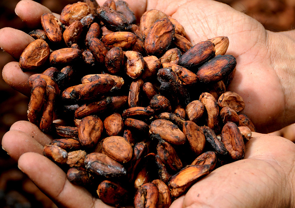 Mains pleines de fèves de cacao